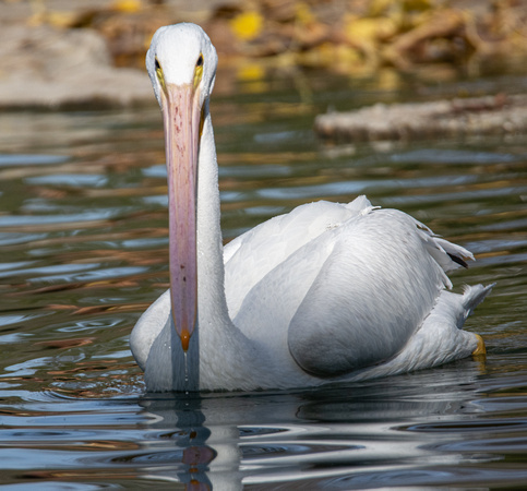 American White Pelican - Pelecanus erythrorhynchos