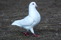 Rock Pigeon - Columba livia