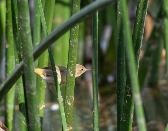 Common Yellowthroat - Geothlypis trichas