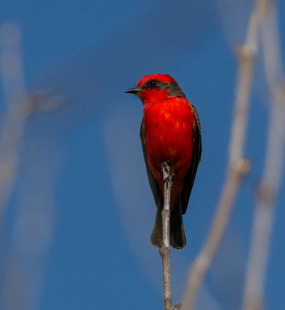 Vermilion Flycatcher - Pyrocephalus rubinus