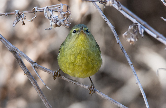 Orange-crowned Warbler - Leiothlypis celata