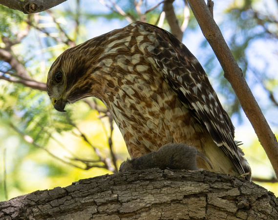 Red-shouldered Hawk - Buteo elegans, Botta's pocket gopher - Thomomys bottae