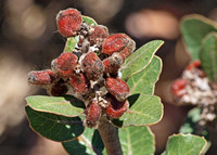 Lemonade Berry - Rhus integrifolia