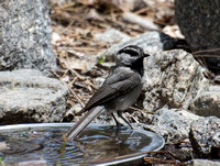 Mountain Chickadee - Poecile gambeli