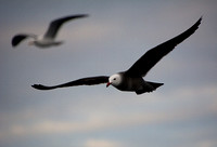 Heerman's Gull - Larus heermanni