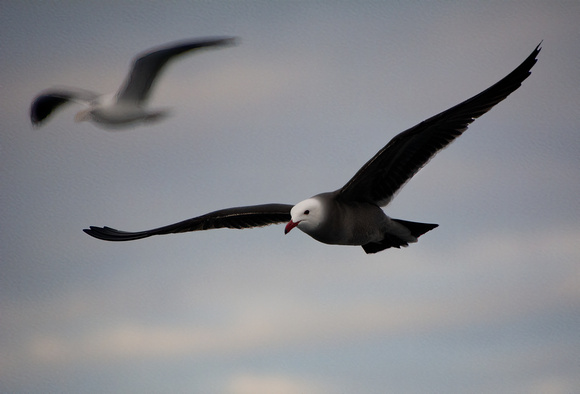 Heerman's Gull - Larus heermanni