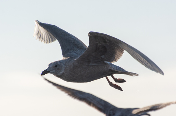 Glaucous-winged Gull - Larus glaucescens