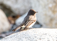 Black Phoebe - Sayornis nigricans