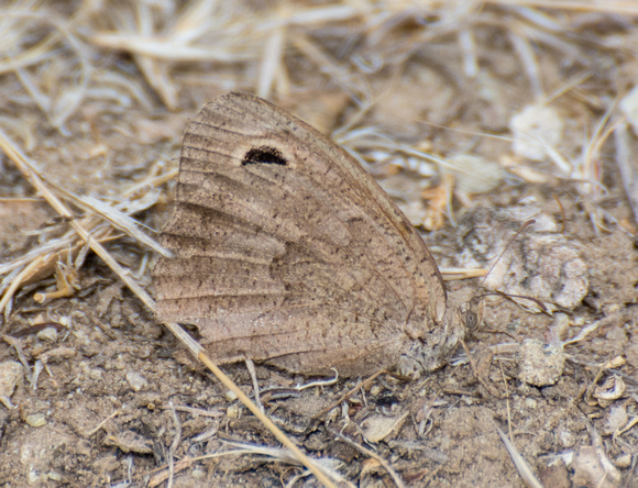 Great Basin Wood Nymph - Cercyonis sthenele