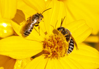 Sweat bee 2 - Unidentifed sp.