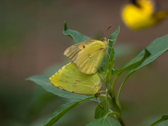 California dogface - Zerene eurydice