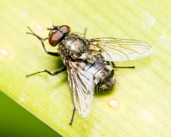 Cluster fly - Pollenia sp