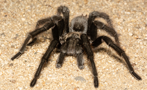 California Ebony Tarantula - Aphonopelma eutylenum