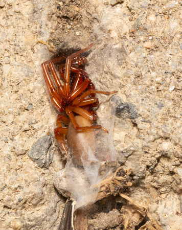 Woodlouse hunter - Dysdera crocata