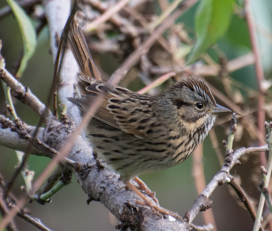 Lincoln's Sparrow - Melospiza lincolnii