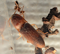 Cick beetle - Conoderus sp.