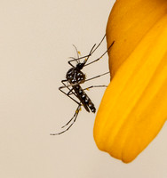 Yellow Fever Mosquito - Aedes aegypti