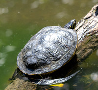 Peninsular Cooter - Pseudemys peninsularis