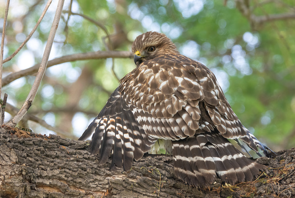 Red-shouldered Hawk - Buteo elegans