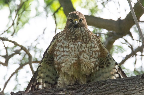 Red-shouldered Hawk - Buteo elegans