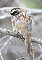 White Crowned Sparrow - Zonotrichia leucophyrs