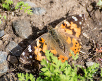 Painted lady - Vanessa cardui