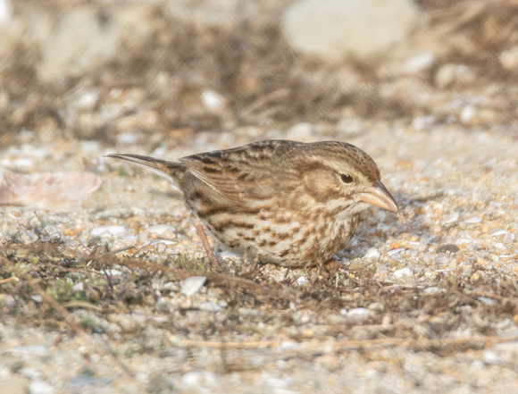 Savannah Sparrow (Large-billed) Passerculus sandwichensis ssp. rostratus