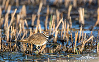 Killdeer - Catoptrophorus semipalmatus