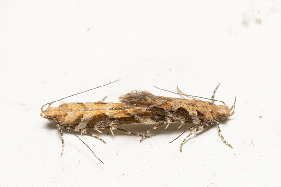 Twirler moth - Aristotelia sp.