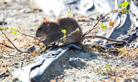 Brown Rat - Rattus norvegicus