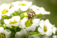 Carpet beetle - Anthrenus verbasci