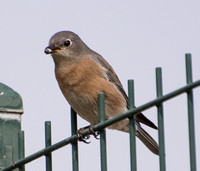 Western Bluebird - Sialia mexicana