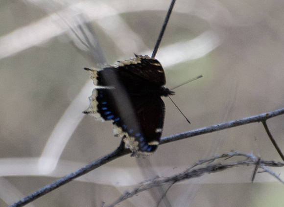 Mourning cloak - Nymphalis antiopa