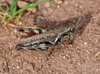 Migratory grasshopper - Melanoplus sanguinipes