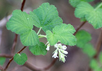 White-flowering Currant - Ribes indecorum