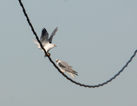 White-tailed Kite - Elanus leucurus eating Botta's pocket gopher - Thomomys bottae
