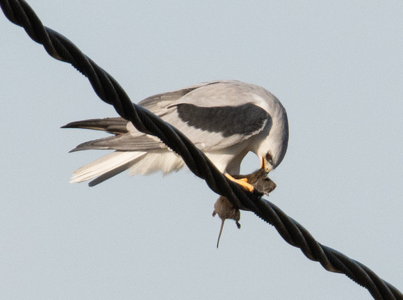 White-tailed Kite - Elanus leucurus eating Botta's pocket gopher - Thomomys bottae