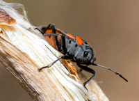 Small milkweed bug - Lygaeus kalmii