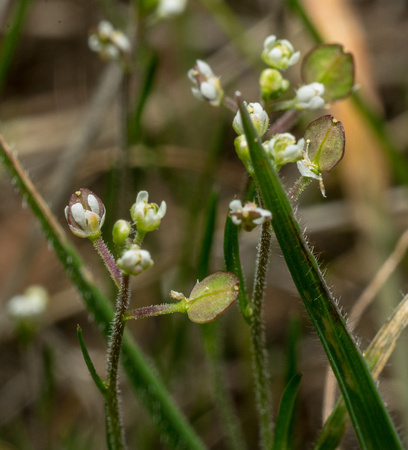 Shiny Peppergrass - Lepidium nitidum