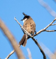 Red-whiskered Bulbul - Pycnonotus jocosus