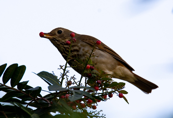 Hermit Thrush - Catharus guttatus