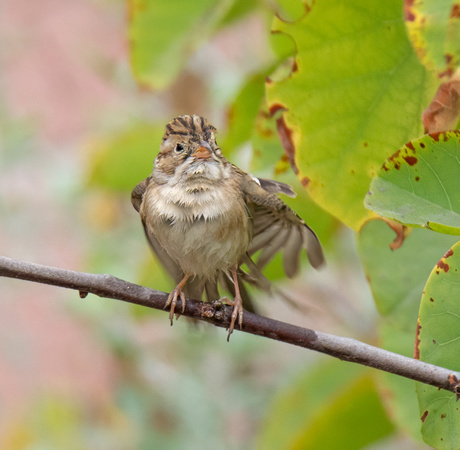 Clay-colored Sparrow - Spizella pallida