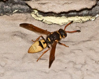 Mason wasp - Ancistrocerus lineativentris