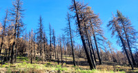 Scars from the 2020 Bobcat Fire