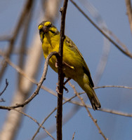 Yellow-fronted Canary - Crithagra mozambica
