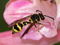 Potter wasp 1 - Eumenes verticalis