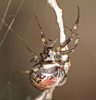 Labyrinth Orb-Weaver - Metepeira sp.