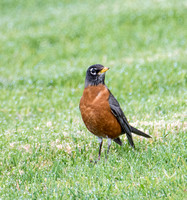 American Robin - Turdus migratorius, Bonelli Park