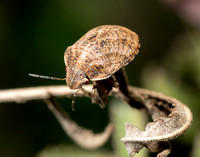 Jewel bug - Sphyrocoris obliquus