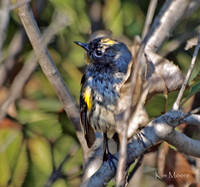 Yellow-rumped Warbler Warbler - Setophaga coronata